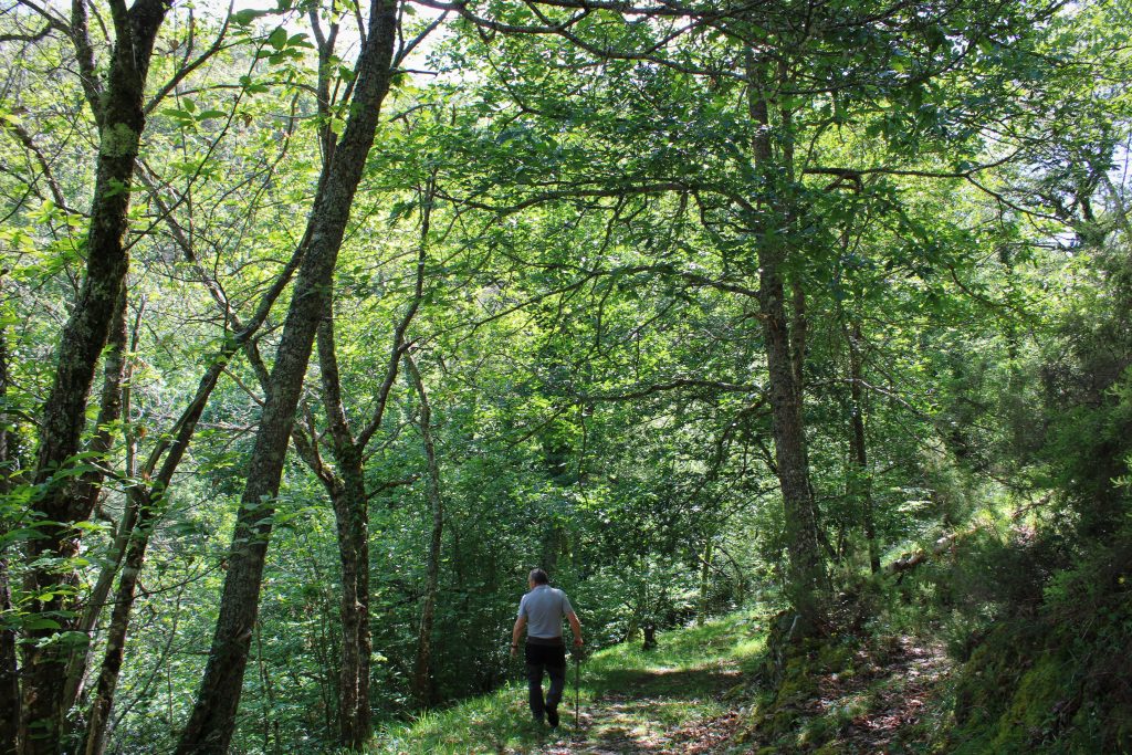 La nature autour de Muniellos